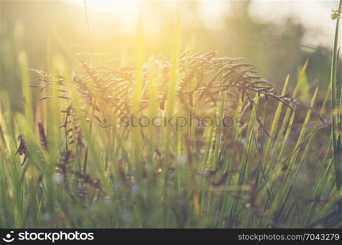 Beautiful nature pictures It is composed of flowers, grass, sundews and morning sun, for use about background or wallpaper