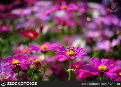 Beautiful nature Pinks flower in nature garden