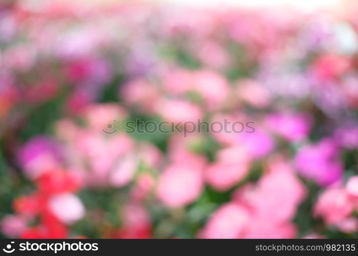 Beautiful nature Pinks flower in nature garden