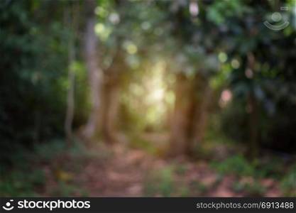 beautiful nature rain forest with morning sunlight, defocus background