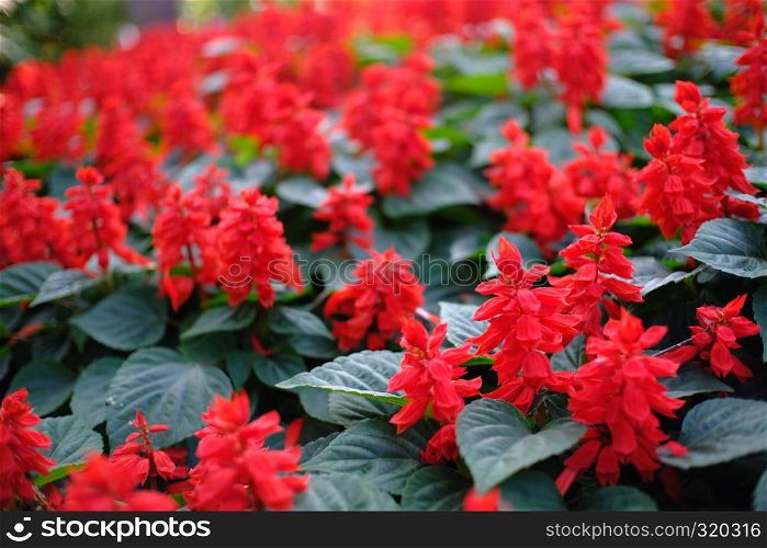 Beautiful nature red flower for background