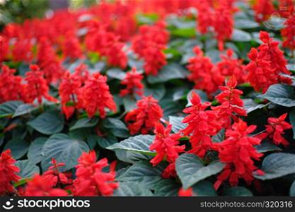 Beautiful nature red flower for background