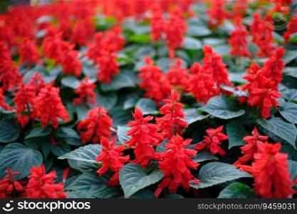 Beautiful nature red flower  for background