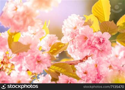 Beautiful nature scene with blooming cherry tree in spring. Sakura flowers in bloom. Beautiful Holiday greeting card. Shallow depth of field. Toned. Soft focus, shallow depth of the field