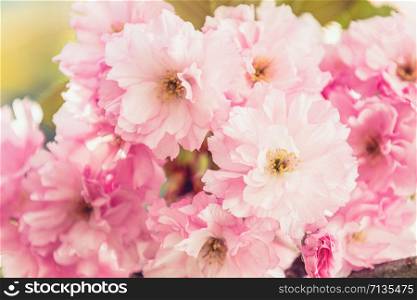 Beautiful nature scene with blooming cherry tree in spring. Sakura flowers in bloom. Beautiful Holiday greeting card. Shallow depth of field. Toned. Soft focus, shallow depth of the field