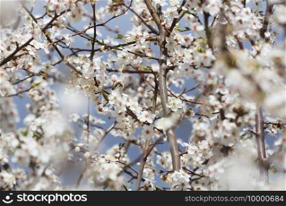 Beautiful nature scene with blooming tree on green background. Spring flowers . Photo of beautiful plumy blossom, floral wallpaper, soft focus, little white flowers on tree branch
