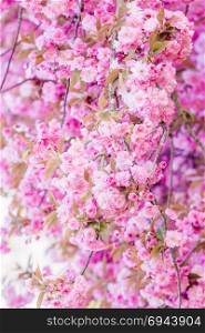 Beautiful nature scene with blooming tree. Spring flowers. Springtime