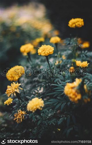 Beautiful Nature. Yellow flower, Spring/Summer
