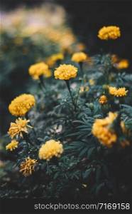 Beautiful Nature. Yellow flower, Spring/Summer