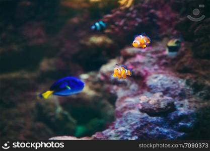Beautiful Nemo and Dory Fish From Deep Blue Sea