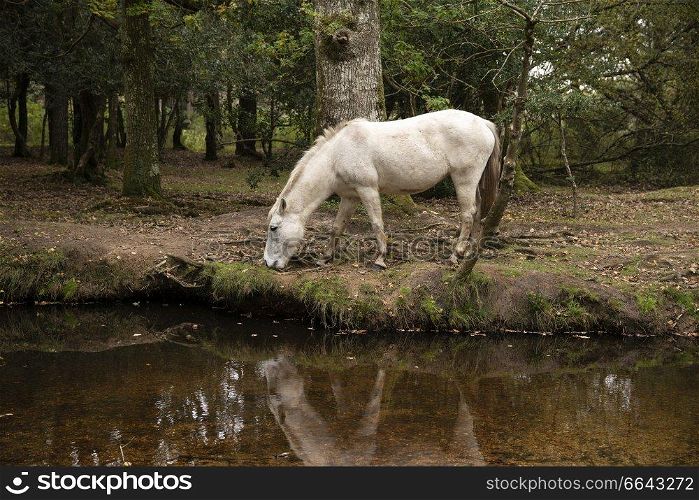 Beautiful New Forest pony in Autumn woodland landscape with vibrant Fall color all around