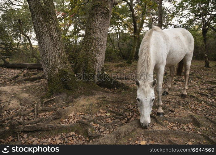 Beautiful New Forest pony in Autumn woodland landscape with vibrant Fall color all around