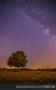Beautiful night scenery with stars, meadow and a tree, warm purple colors