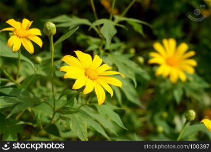 beautiful nitobe chrysanthemum flower or mexican sunflower