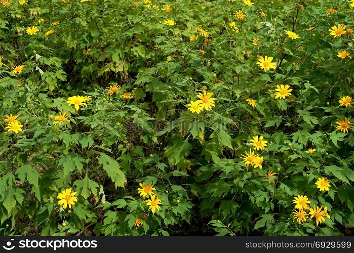 beautiful nitobe chrysanthemum flower or mexican sunflower