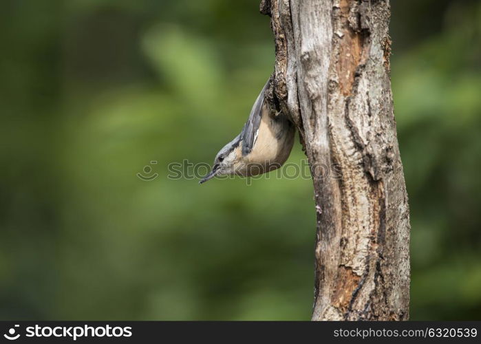 Beautiful Nuthatch bird Sitta Sittidae on tree stump in woodland landscape setting