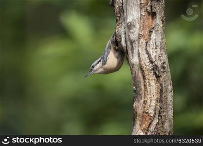 Beautiful Nuthatch bird Sitta Sittidae on tree stump in woodland landscape setting