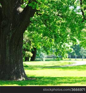 Beautiful oak tree in park at sunny day