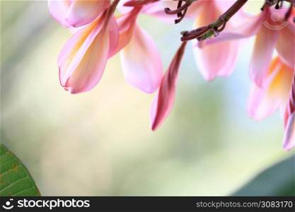 Beautiful of blossoming pink yellow Frangipani or plumeria flower with color filter In the spring Under the morning light with copy space,Use as background and wallpapers