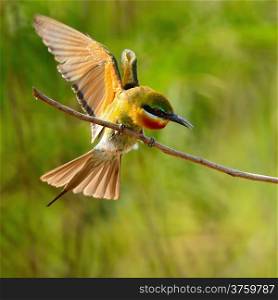 Beautiful of Blue-taied Bee-eater bird (Merops phillippinus), in action
