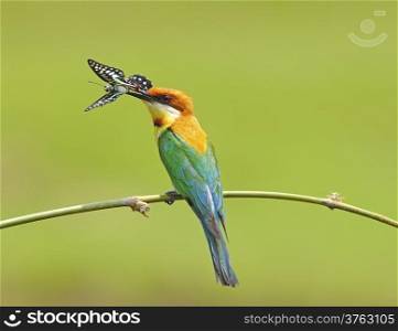 Beautiful of Chestnut-headed Bee-eater (Merops leschenaulti) with butterfly on a branch in green nature background