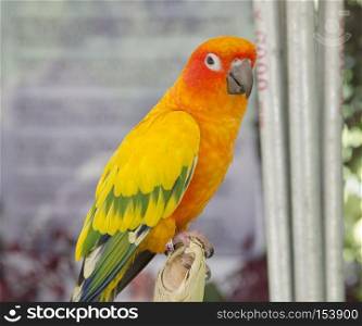 beautiful of colorful parrot bird