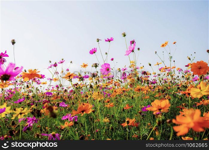 Beautiful of cosmos in field with the sky background.