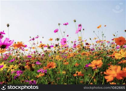 Beautiful of cosmos in field with the sky background.