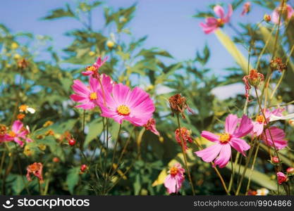 Beautiful of cosmos on field with the blue sky.