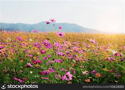 Beautiful of cosmos on field with the sunrise in winter.
