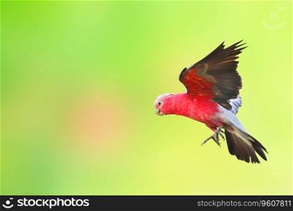 Beautiful of Galah Cockatoo flying on green nature background.