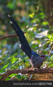 Beautiful of Green billed Malkoha (Phaenicophaeus tristis) in nature