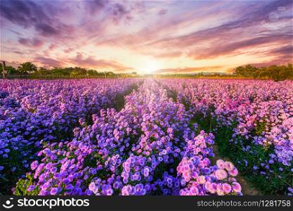 Beautiful of Landscape of Purple Lavender and Cutter field flower in the nature garden horizon of the summer sunset sky background in Chiang Mai,Thailand.