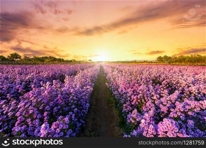 Beautiful of Landscape of Purple Lavender and Cutter field flower in the nature garden horizon of the summer sunset sky background in Chiang Mai,Thailand.