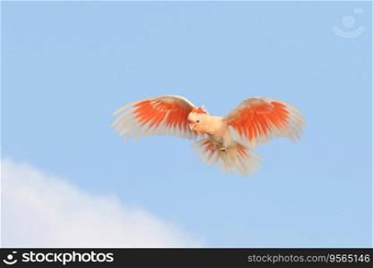 Beautiful of Major Mitchell's Cockatoo flying in the blue sky.