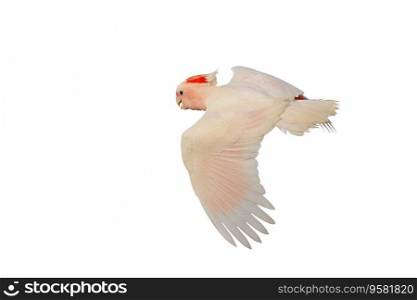 Beautiful of Major Mitchell s Cockatoo flying isolated on white background.