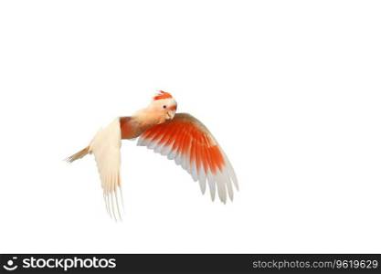 Beautiful of Major Mitchell's Cockatoo flying isolated on white background.
