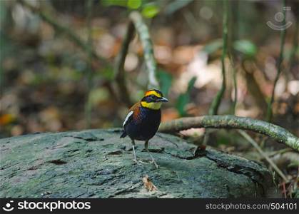 Beautiful of Malayan Banded Pitta ( Hydrornis irena) in nature, Thailand
