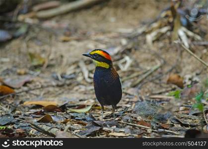 Beautiful of Malayan Banded Pitta ( Hydrornis irena) in nature, Thailand