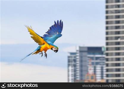 Beautiful of Parrot flying in the city. Free flying bird