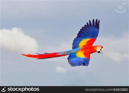 Beautiful of Parrot flying in the sky. Free flying bird