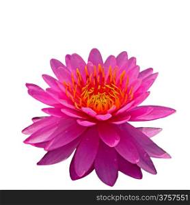 Beautiful of pink waterlily, isolated on a white background