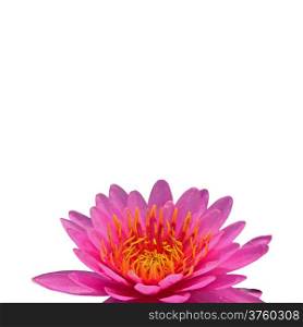 Beautiful of pink waterlily, isolated on a white background, using as a good background