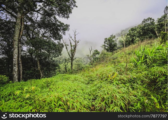 Beautiful of plant in Tropical Rain Forest in Thailand