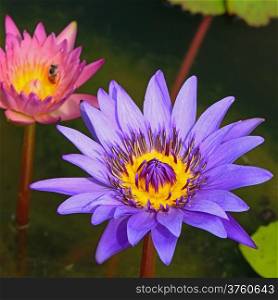 Beautiful of purple and pink waterlily