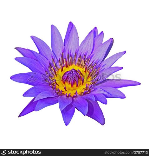 Beautiful of purple waterlily, isolated on a white background