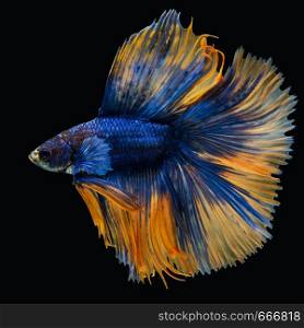 beautiful of siam betta fish in thailand on black background.