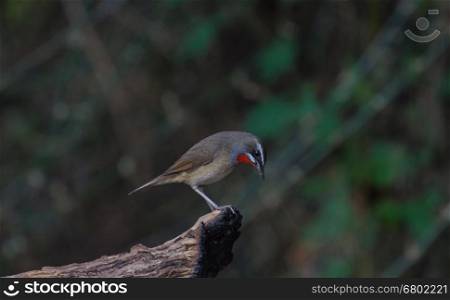 Beautiful of Siberian Rubythroat Bird (Calliope calliope) in nature Thailand