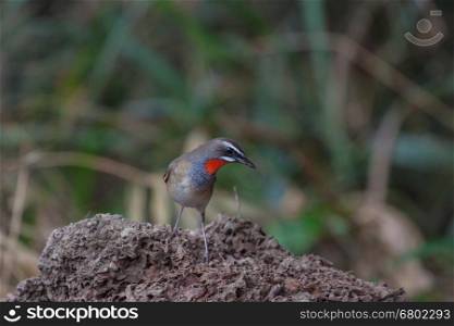 Beautiful of Siberian Rubythroat Bird (Calliope calliope) in nature Thailand