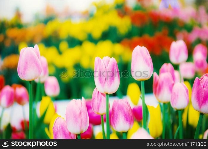 Beautiful of tulip with colorful in the winter.